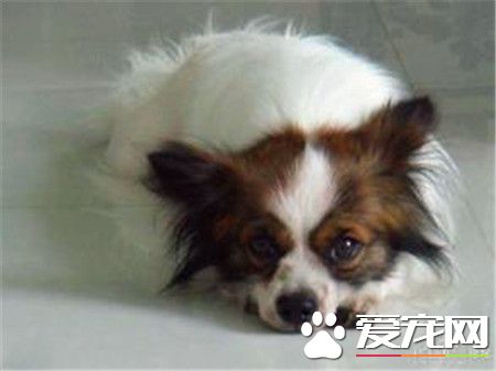 蝴蝶犬最大多大 蝴蝶犬体重3.6到4.5公斤