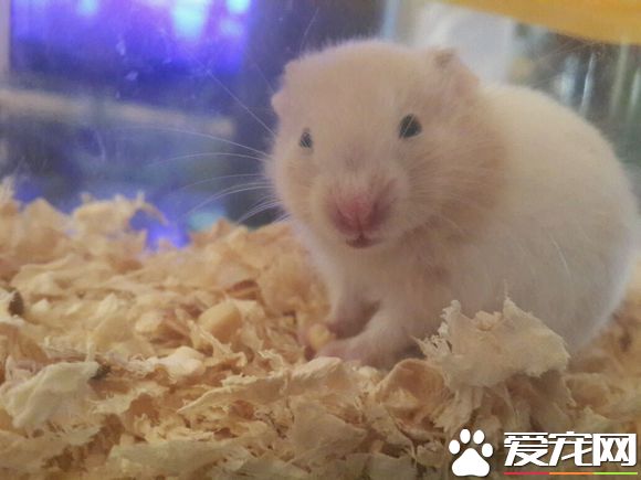 金丝熊用什么磨牙 用一次性筷子给他磨牙