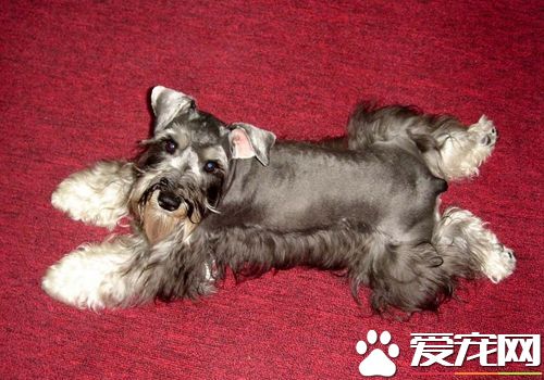 迷你牛头梗好养还是法斗好养 法斗打架算猛犬