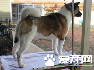 美系秋田犬价格 美系秋田犬多少钱一只