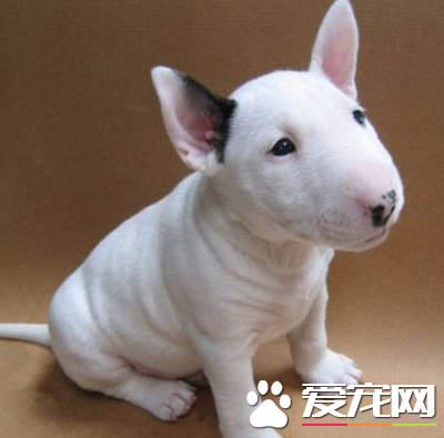 迷你牛头梗的价格 不同地区价格差异很大