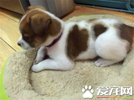 蝴蝶犬咳嗽怎么办 如何治疗蝴蝶犬咳嗽