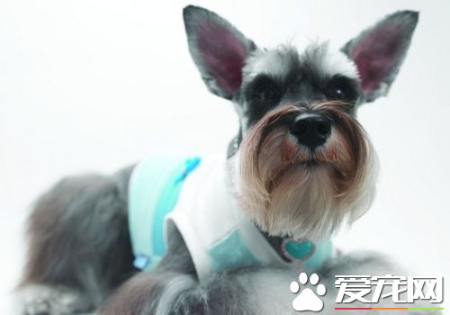 迷你雪纳瑞的寿命 寿命一般在七年左右