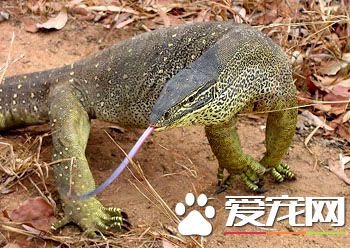砂巨蜥多久成体 一般长度为120厘米算成体