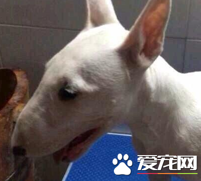 迷你牛头梗的价格 不同地区价格差异很大