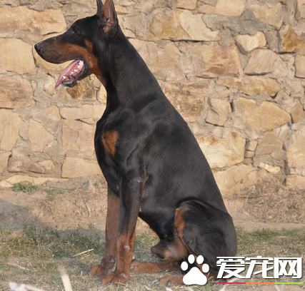 美系德系杜宾犬区别 最直观的区分在三处