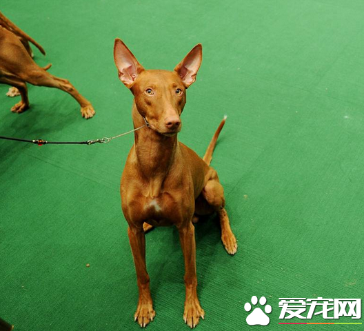 法老王猎犬看家护卫 看家护院的本领也是很强