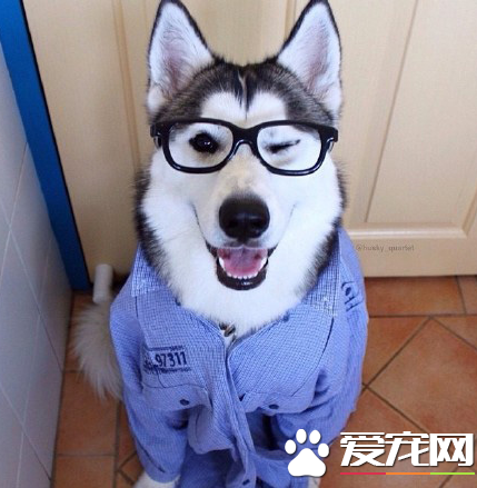 戴上眼镜瞬间变成文化汪了