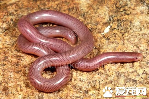 钩盲蛇多少钱 钩盲蛇被列入国家保护动物