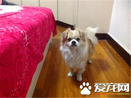 蝴蝶犬要怎么养 3个月内蝴蝶犬每天至少喂3到4次