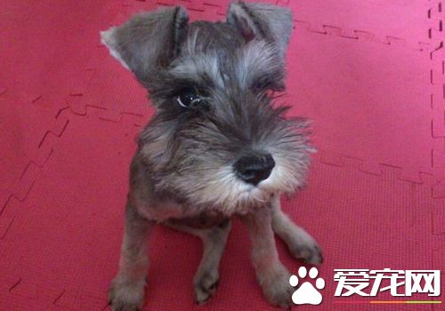 迷你雪纳瑞吃什么没有泪痕 吃什么狗粮去泪痕