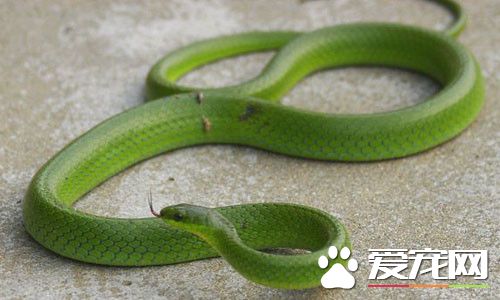翠青蛇价格 翠青蛇价格 一般都在200元以内