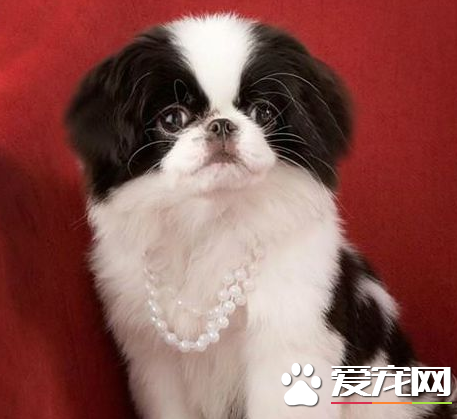 日本仲饲养 平常应用硼酸水洗眼保持清洁