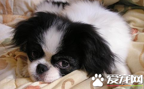 日本仲多少钱一只 日本狆价格是1000到3000元