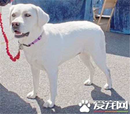 拉布拉多寻回犬训练难度 间接惩罚调教法来训练
