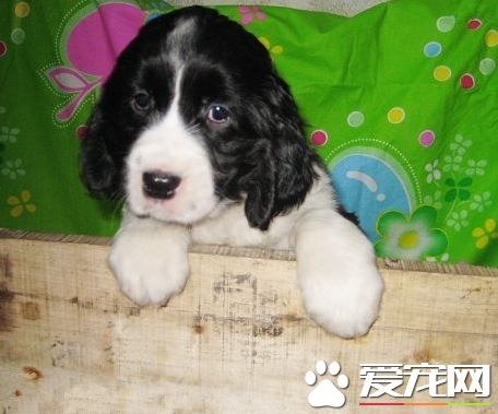 如何挑选史宾格犬 史宾格犬的特征有哪些