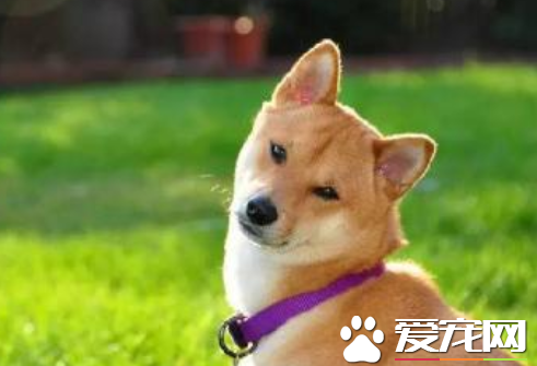 秋田犬幼犬价格 品质好的价格基本两万左右