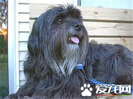 拉萨犬价格 拉萨犬价格在1000到3000元不等