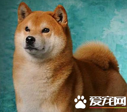 日本柴犬多少钱 价格在1000至10000元之间