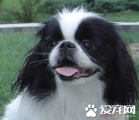 日本仲多少钱一只 日本狆价格是1000到3000元