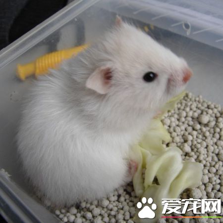 西施熊多少钱一只 高品质的西施熊200元一只