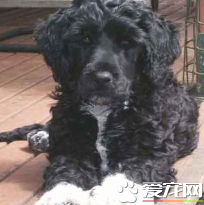 葡萄牙水犬怎样训练 咬人训练要严厉训斥葡萄牙水犬