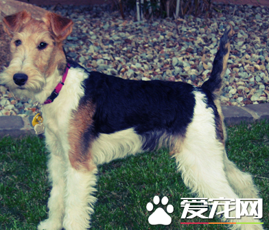 如何喂养刚毛猎狐梗 每次喂饲的份量少并易於消化