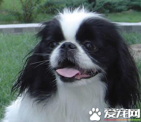 日本仲饲养 平常应用硼酸水洗眼保持清洁