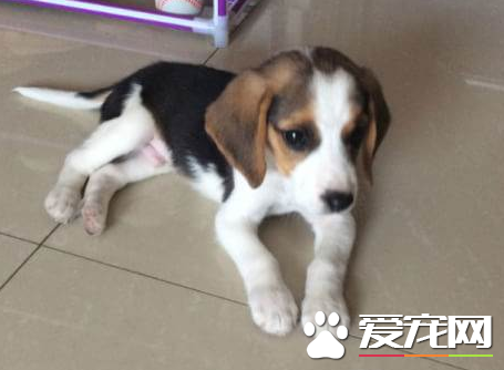 如何防止比格犬咬东西 要当着比格犬的面说不行