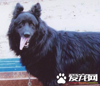 如何辨别比利时牧羊犬 非常匀称的正方形比例的狗