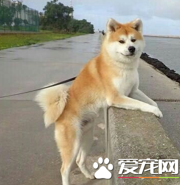 秋田犬幼犬价格 品质好的价格基本两万左右