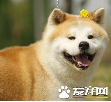 秋田犬体重 秋田犬成犬的体重在50到80斤