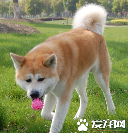 秋田犬鉴别 秋田犬头部宽阔形成一个钝三角形