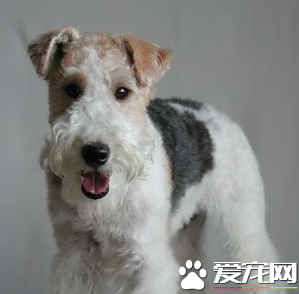 如何辨别刚毛猎狐梗 耳朵呈V字形很小中等厚度