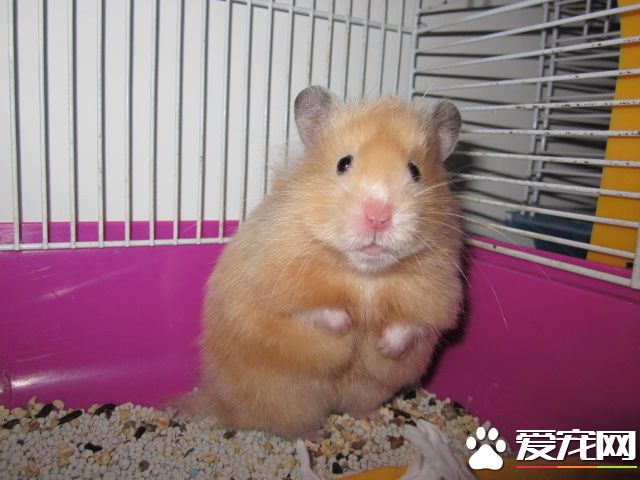 西施熊皮肤病 发现西施熊掉毛就有可能是皮肤病