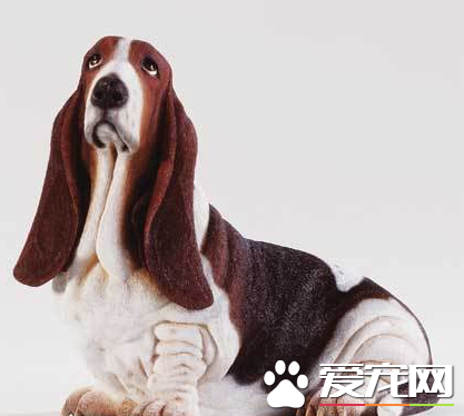 如何挑选巴吉度猎犬 背部呈水平无凹凸不平的地方