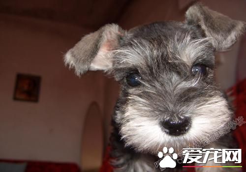 迷你雪纳瑞什么颜色好 不同人喜欢的颜色也不同