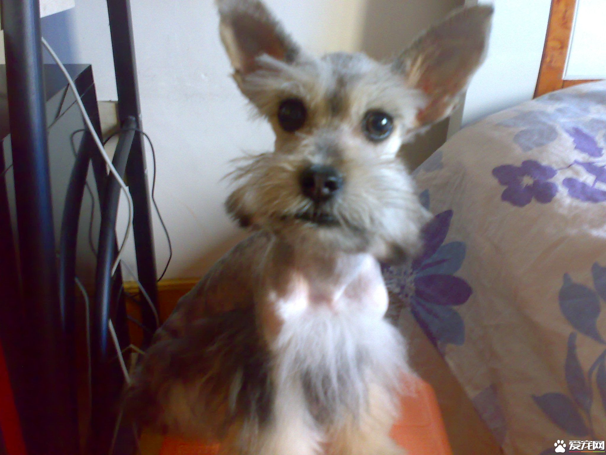 迷你雪纳瑞什么颜色好 不同人喜欢的颜色也不同