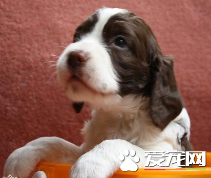 如何挑选史宾格犬 史宾格犬的特征有哪些