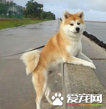 秋田犬怎么训练  训练秋田犬要奖罚分明