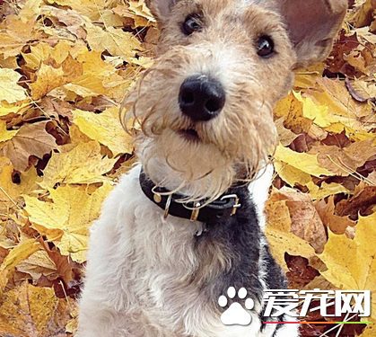 如何喂养刚毛猎狐梗 每次喂饲的份量少并易於消化