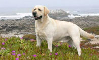 拉布拉多寻回犬什么颜色好 看主人个人爱好