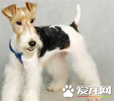 如何给刚毛猎狐梗剪毛 剪毛时切忌剪破犬的皮肤