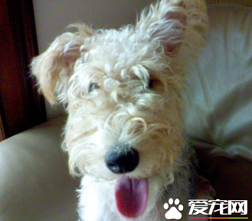 如何给刚毛猎狐梗剪毛 剪毛时切忌剪破犬的皮肤