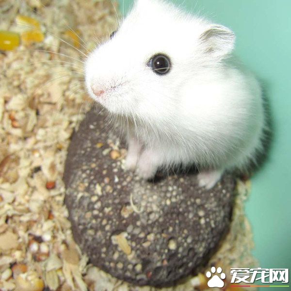 银狐仓鼠咬人吗 银狐仓鼠不怎么咬人