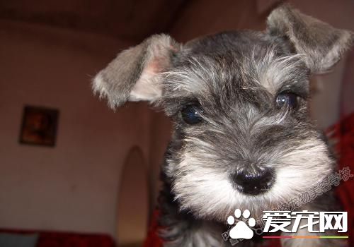 迷你雪纳瑞每餐吃多少 每天需要吃110克左右