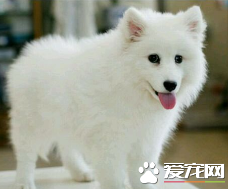 如何分辨银狐犬纯不纯 银狐犬比较喜欢吠叫