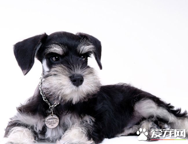 迷你雪纳瑞和标准雪纳瑞的区别 体长和体重区别