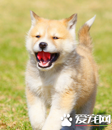 秋田犬掉毛吗 秋田犬掉毛情况不严重