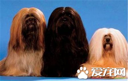 拉萨犬价格 拉萨犬价格在1000到3000元不等